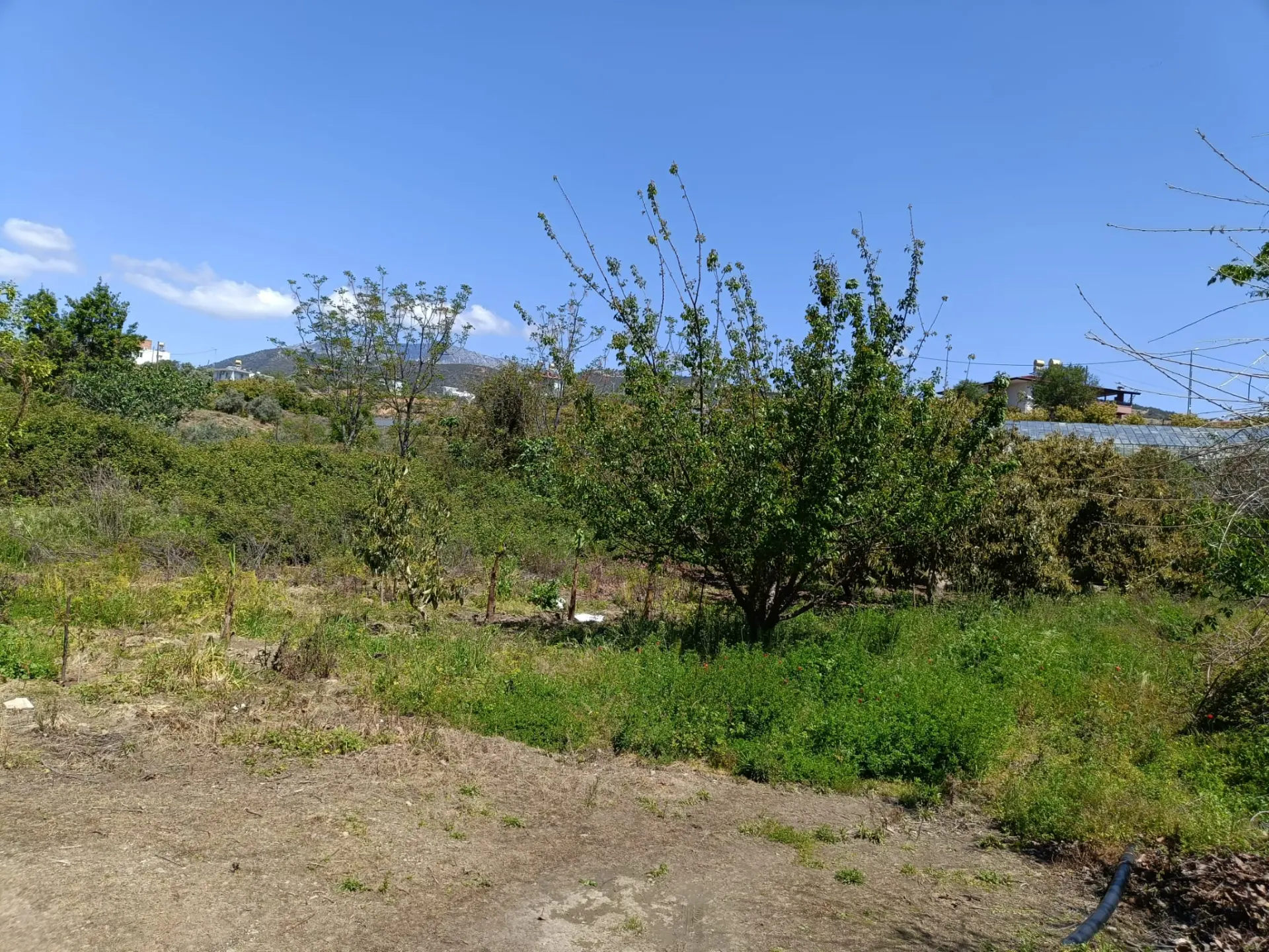 ALANYA DEMİRTAŞ ALİEFENDİ’DE 368 m² SATILIK TARLA