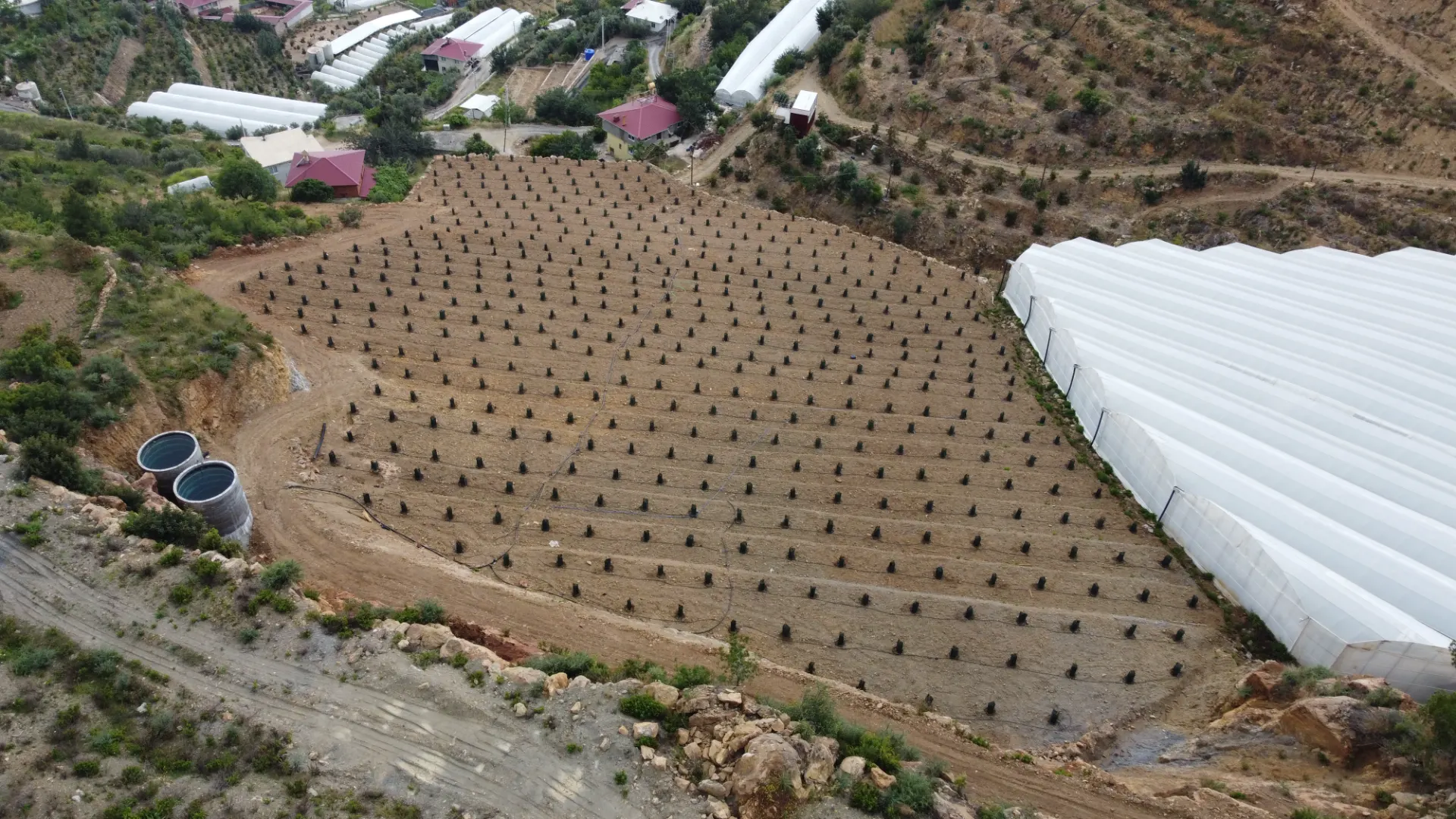 Alanya da tropikal bahçe isteyenlere kaçırılmaz avakado bahçesi